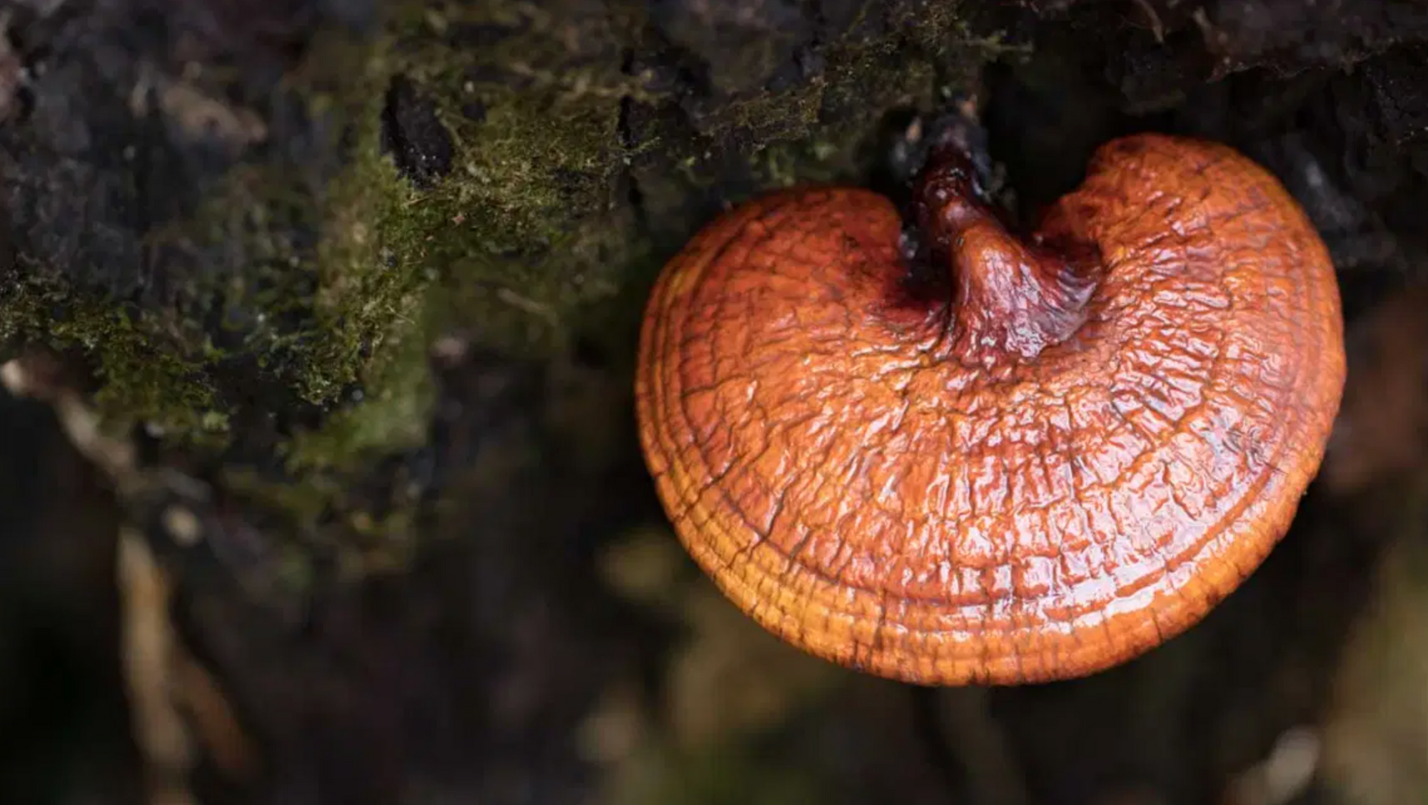 The Complete Guide to Reishi Mushrooms