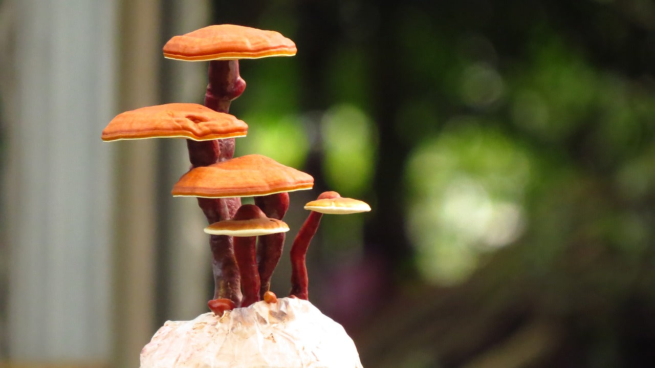 Uncovering the Science of Reishi Mushrooms and Their Impact on Autoimmune Diseases