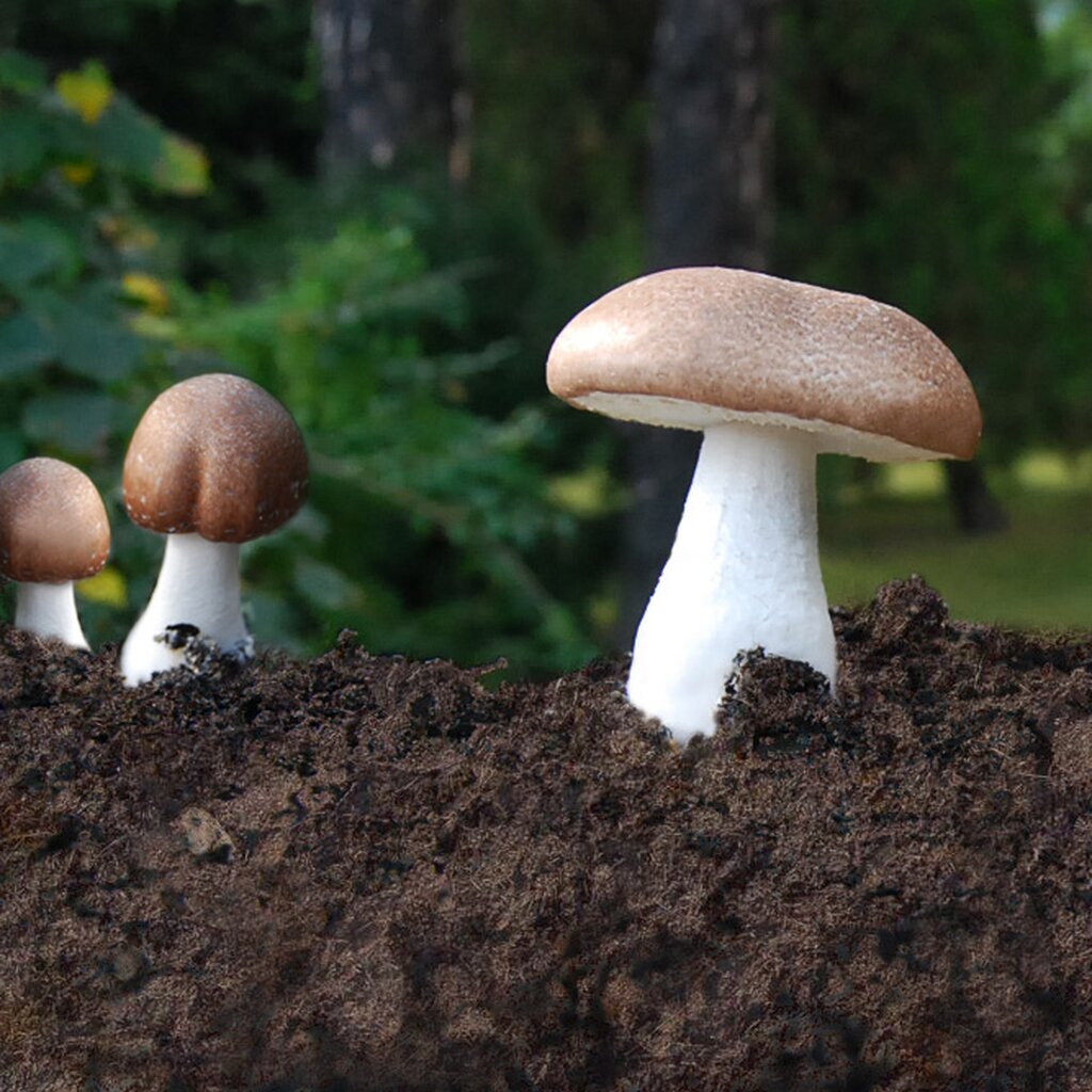 Shrinking the Scale: How mushrooms can aid weight loss and improve body composition - A scientific research review